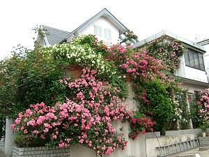 名古屋の薔薇の館